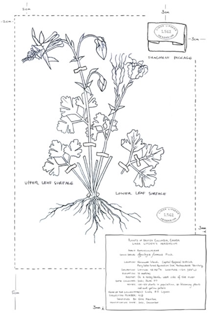 Herbarium specimen