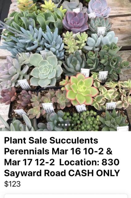 Succulent Sale 2024