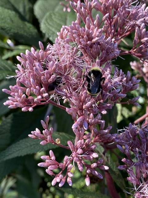 Joe Pye Weed