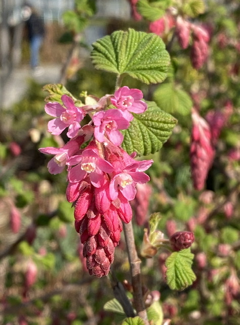 Ribes