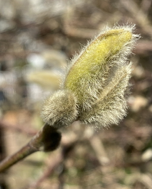 Magnolia