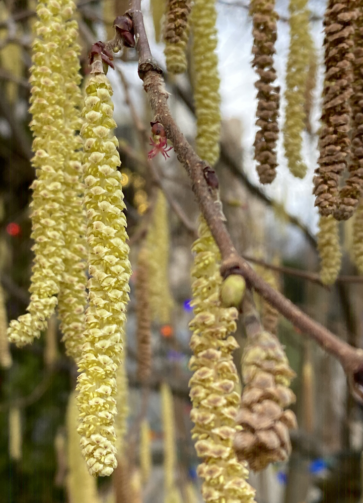 Hazel Catkins