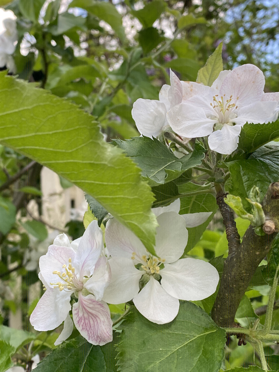 Malus