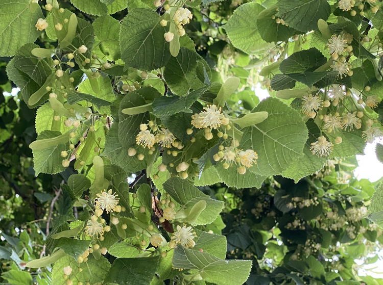 Tilia