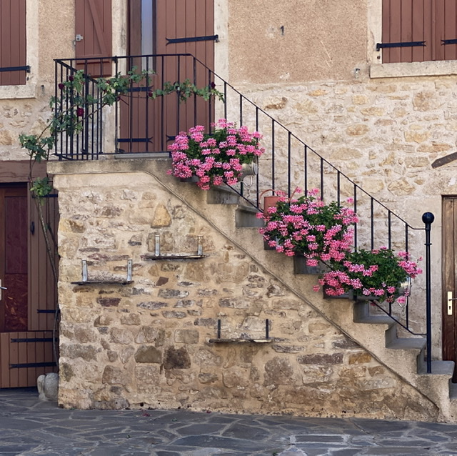 Geraniums