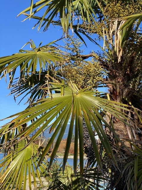 Drupes