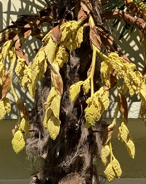 Inflorescence