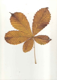 Aesculus hippocastanum
