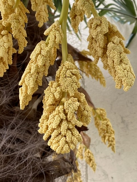 Inflorescence