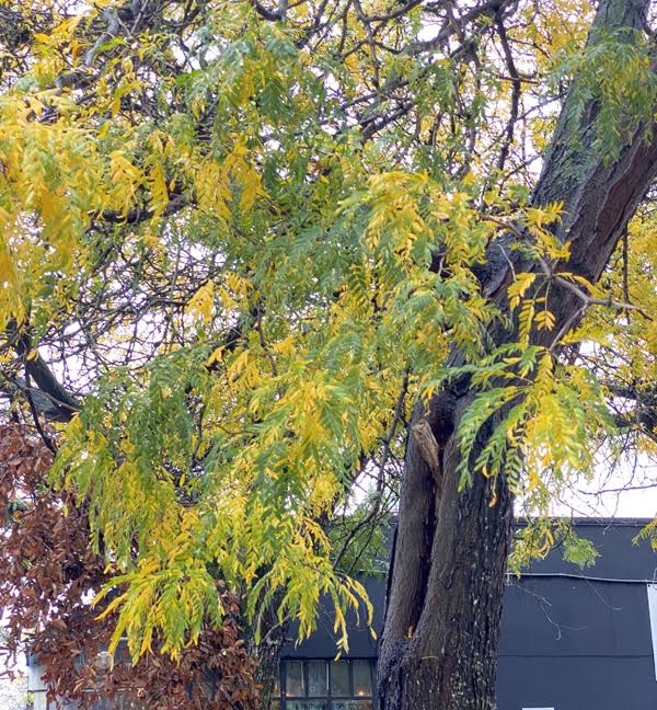 Deciduous