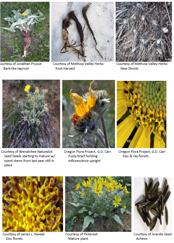 Balsamorhiza sagittata Arrow-leaf Balsamroot, Oregon Sunflower Group of Pictures