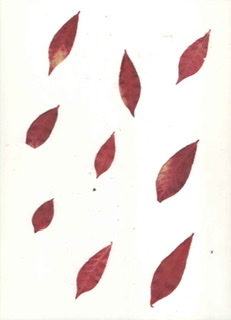 Euonymus