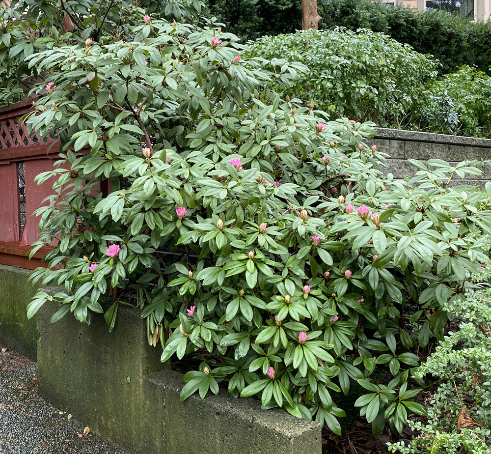 Rhododendron