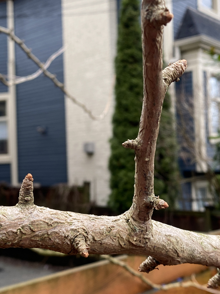 Ginkgo