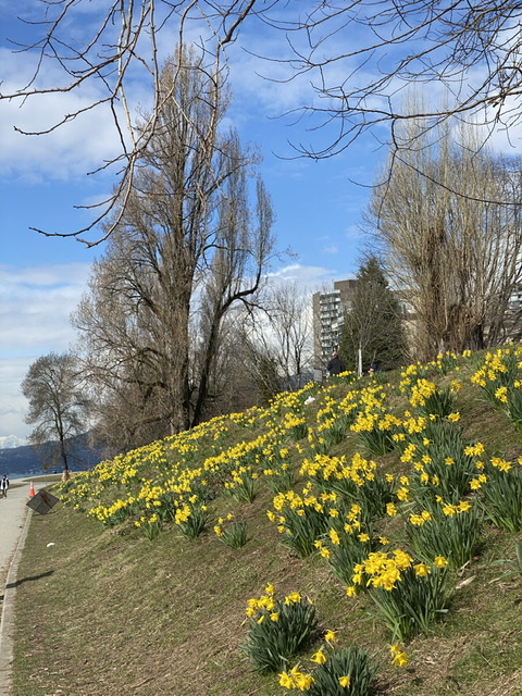 Daffodils