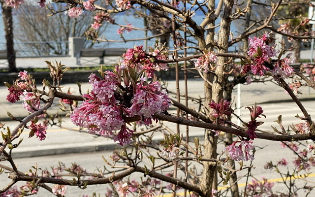 Bodnantense