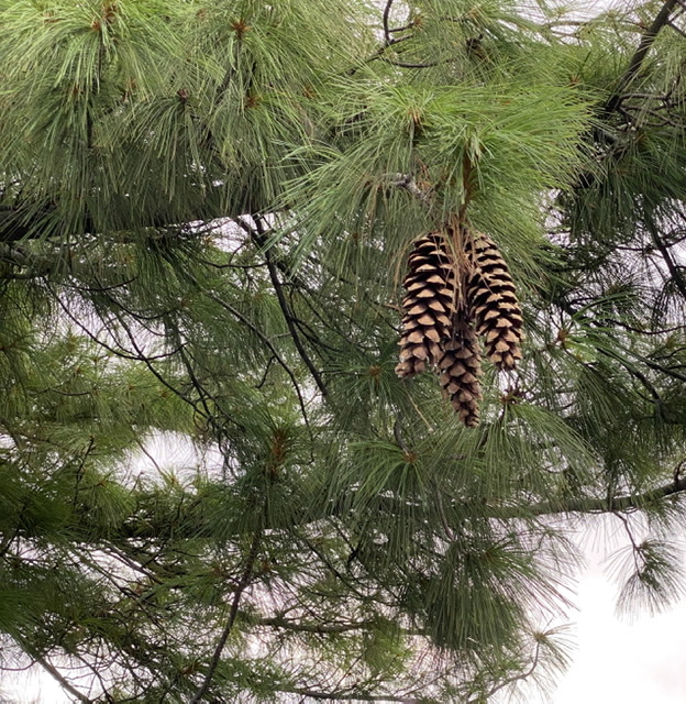 White pine