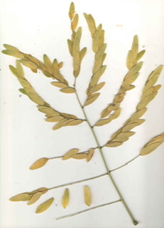 Gleditsia triacanthos var. inermis,